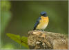 Mangrove Blue Flycatcher