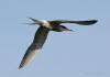 Sterna hirundo