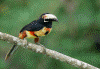 Collared Aracari par Billtacular