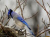 Geai-bleu / Blue Jay