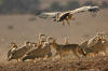Griffon Vultures and  Wolf