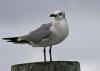 laughing gull 2.jpg