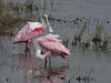 roseate spoonbills.jpg