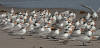 royal terns 3.jpg
