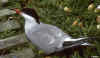 Sterna~1.jpg (64055 octets)