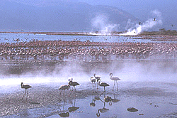 Kenya, flamants du lac Bogoria