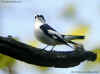 gobemoucheacollier.jpg (34517 octets)