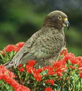 Kea on southern rata. Photo by Rogan Colbourne/DOC