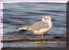 Mouette de Bonaparte