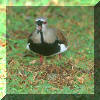 Vanneau mridional, jardins botaniques, Curitiba, Paran, Brsil, juillet 2001 - cliquer pour une plus grande image